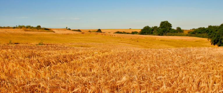 Campo di grano al tramonto